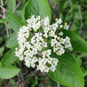 Photographie n°2256560 du taxon Viburnum lantana L. [1753]