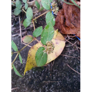 Chamaesyce hypericifolia (L.) Millsp. (Malonmé vè)