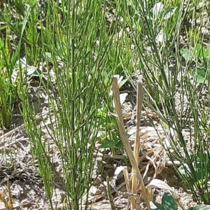 Photographie n°2256583 du taxon Equisetum arvense L. [1753]