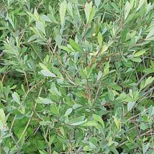 Photographie n°2256592 du taxon Salix cinerea L. [1753]