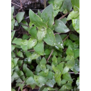 Callisia repens (Jacq.) L. (Belleza)