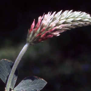 Photographie n°2256690 du taxon Trifolium incarnatum L. [1753]