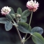  Liliane Roubaudi - Trifolium hybridum L. [1753]