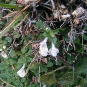 Photographie n°2256738 du taxon Stachys corsica Pers. [1806]