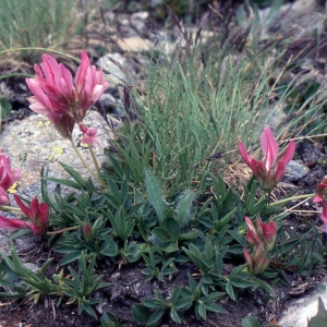 Photographie n°2256741 du taxon Trifolium alpinum L. [1753]