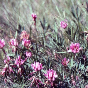 Photographie n°2256743 du taxon Trifolium alpinum L. [1753]