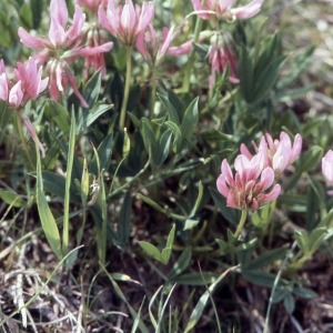 Photographie n°2256744 du taxon Trifolium alpinum L. [1753]