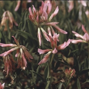 Photographie n°2256746 du taxon Trifolium alpinum L. [1753]