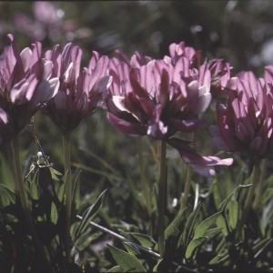 Photographie n°2256747 du taxon Trifolium alpinum L. [1753]