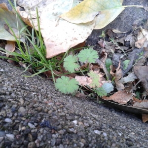 Photographie n°2256761 du taxon Geranium molle L. [1753]