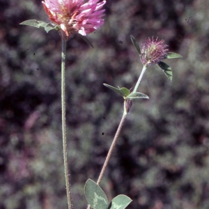 Photographie n°2256833 du taxon Trifolium pratense L. [1753]