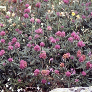 Photographie n°2256834 du taxon Trifolium pratense L. [1753]