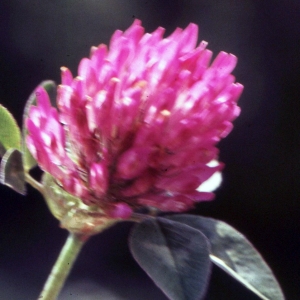 Photographie n°2256835 du taxon Trifolium pratense L. [1753]