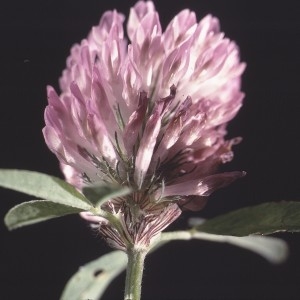 Photographie n°2256836 du taxon Trifolium pratense L. [1753]