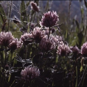 Photographie n°2256837 du taxon Trifolium pratense L. [1753]