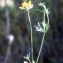  Liliane Roubaudi - Lotus tenuifolius (L.) Rchb. [1832]