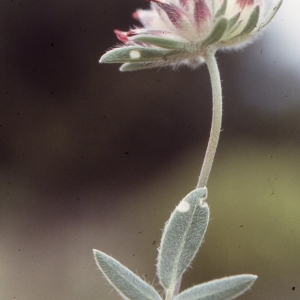 Photographie n°2256849 du taxon Anthyllis vulneraria L.