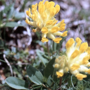 Photographie n°2256850 du taxon Anthyllis vulneraria L.