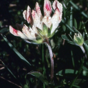 Photographie n°2256851 du taxon Anthyllis vulneraria L.