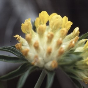 Photographie n°2256856 du taxon Anthyllis vulneraria L.