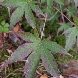 Photographie n°2256923 du taxon Acer palmatum Thunb. [1784]