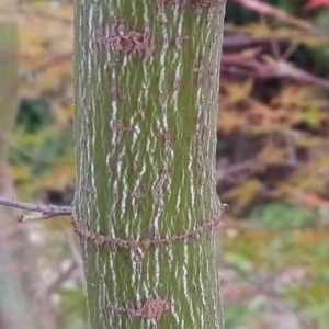 Photographie n°2256924 du taxon Acer palmatum Thunb. [1784]