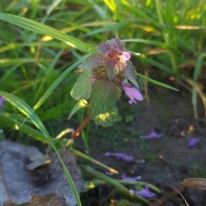 Photographie n°2257037 du taxon Lamium purpureum L. [1753]