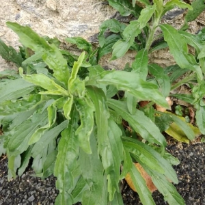 Photographie n°2257050 du taxon Erigeron canadensis L. [1753]