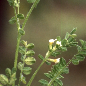 Photographie n°2257154 du taxon Ornithopus perpusillus L.