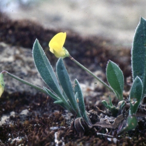 Photographie n°2257161 du taxon Scorpiurus muricatus L. [1753]