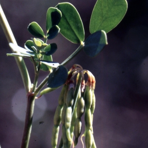 Photographie n°2257188 du taxon Coronilla valentina subsp. glauca (L.) Batt. [1889]