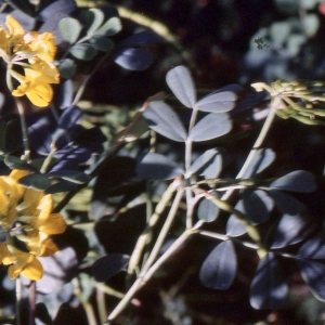 Photographie n°2257190 du taxon Coronilla valentina subsp. glauca (L.) Batt. [1889]