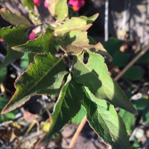 Photographie n°2257225 du taxon Euonymus europaeus L. [1753]