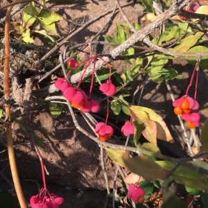 Photographie n°2257226 du taxon Euonymus europaeus L. [1753]