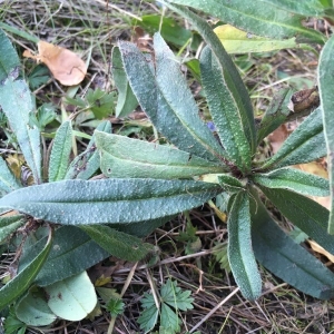 Photographie n°2257275 du taxon Echium vulgare L. [1753]