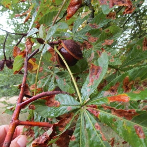 Photographie n°2257312 du taxon Aesculus hippocastanum L.