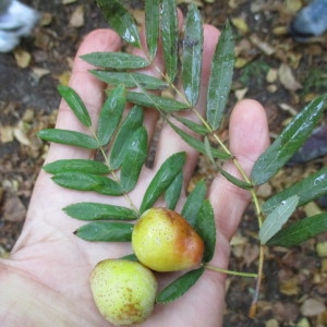 Photographie n°2257314 du taxon Sorbus domestica L.