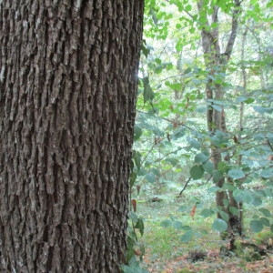 Photographie n°2257315 du taxon Sorbus domestica L.