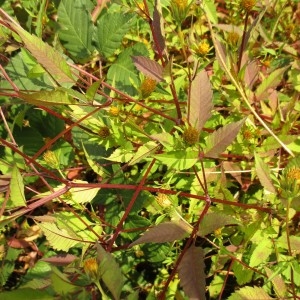 Photographie n°2257321 du taxon Bidens connata Muhlenb. ex Willd.