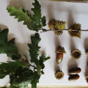 Photographie n°2257327 du taxon Quercus cerris L.