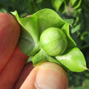 Photographie n°2257329 du taxon Nicandra physalodes (L.) Gaertn.