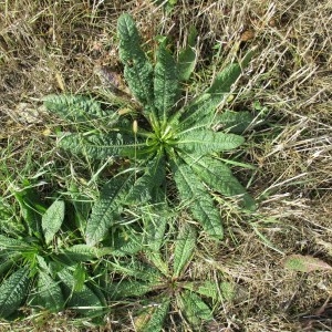 Photographie n°2257337 du taxon Dipsacus fullonum L.