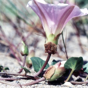 Photographie n°2257422 du taxon Calystegia soldanella (L.) Roem. & Schult. [1819]