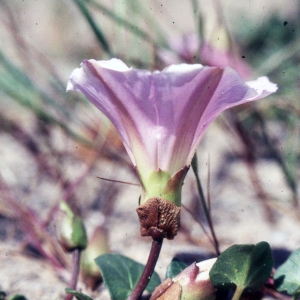 Photographie n°2257423 du taxon Calystegia soldanella (L.) Roem. & Schult. [1819]