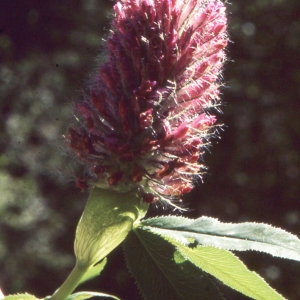 Photographie n°2257436 du taxon Trifolium rubens L. [1753]