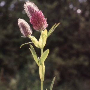 Photographie n°2257437 du taxon Trifolium rubens L. [1753]