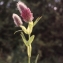  Liliane Roubaudi - Trifolium rubens L. [1753]