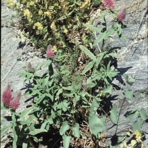 Photographie n°2257439 du taxon Trifolium rubens L. [1753]