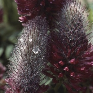 Photographie n°2257440 du taxon Trifolium rubens L. [1753]