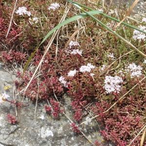 Photographie n°2257459 du taxon Sedum album L. [1753]